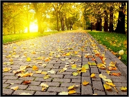 Jesień, Chodnik, Droga, Drzewa, Park, Liście